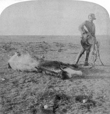 Soldier leaving his dead horse on the march to Bloemfontein, South Africa, Boer War, 1901.Artist: Underwood & Underwood