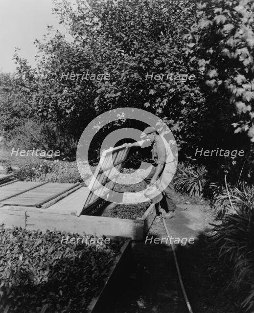Gardener watering cold frame plants, posed...Rudyard Kipling's poem The Glory of the Garden, 1917. Creator: Frances Benjamin Johnston.