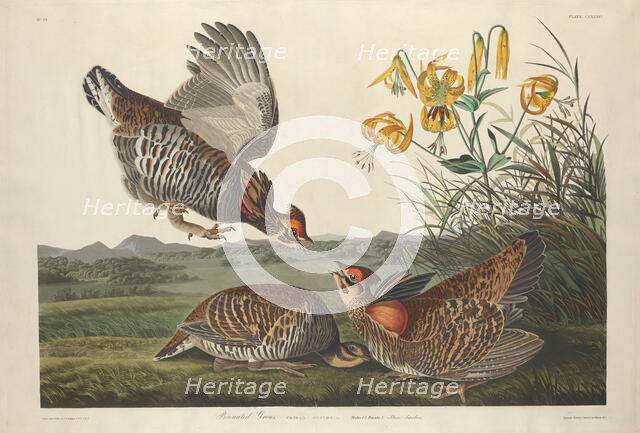 Pinnated Grous, 1834. Creator: Robert Havell.