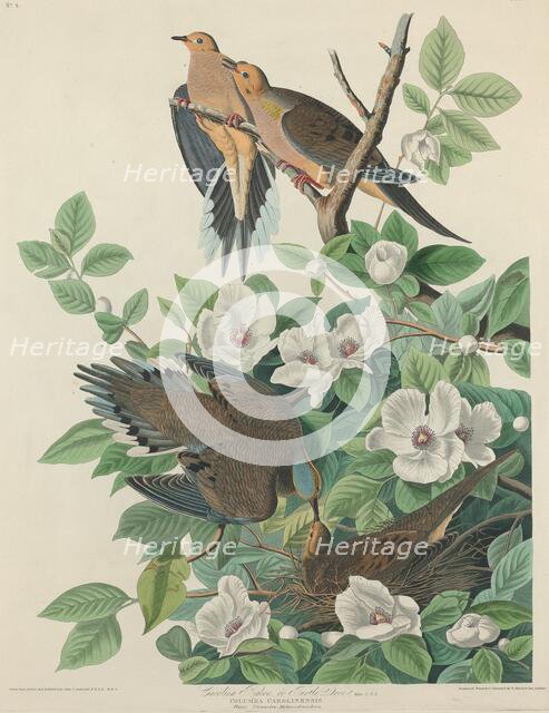 Carolina Pigeon or Turtle Dove, 1827. Creator: Robert Havell.