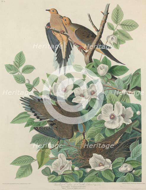 Carolina Pigeon or Turtle Dove, 1827. Creator: Robert Havell.
