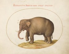 Plate 1: Elephant with Insects, c. 1575/1580. Creator: Joris Hoefnagel.