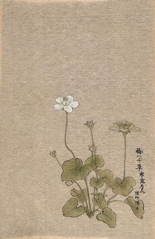 A Japanese flowering plant. Creator: Unknown.