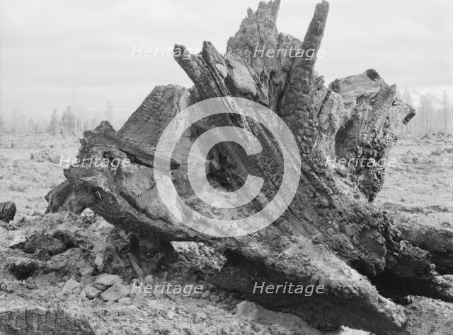 Cedar stump in field which family is clearing by means of FSA loan, Boundary County, Idaho, 1939. Creator: Dorothea Lange.
