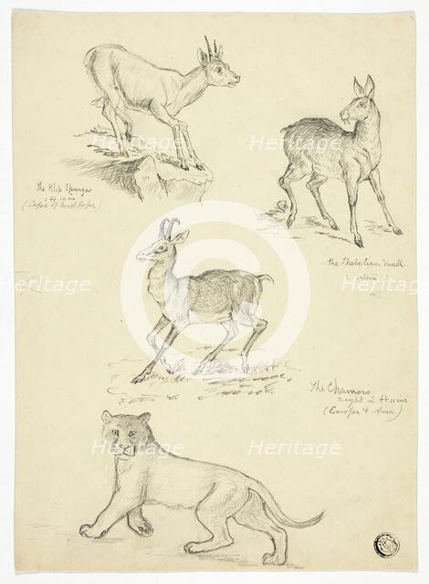 Chamois, Musk, Klipbok and Lion, n.d. Creators: Thomas Uwins, Samuel Howitt.