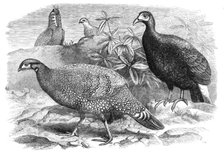 New arrivals at the Zoological Society's Gardens: Pheasants, 1870. Creator: Unknown.