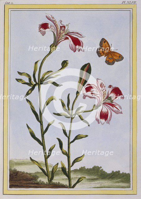 La Fleur Tachete des Incas (Peruvian Lily),  pub. 1776. Creator: Pierre Joseph Buchoz (1731-1807).