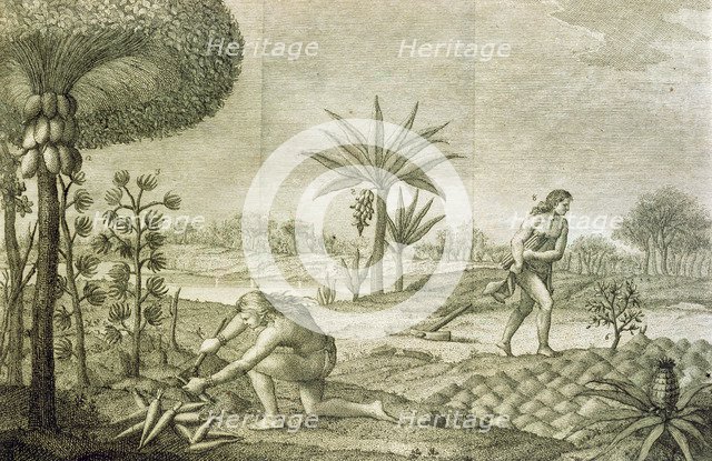 Several vegetable crops of the Indians living in the Orinoco and Amazon (Marañon), 1780 Italian e…