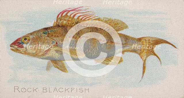 Rock Blackfish, from the Fish from American Waters series (N8) for Allen & Ginter Cigarett..., 1889. Creator: Allen & Ginter.
