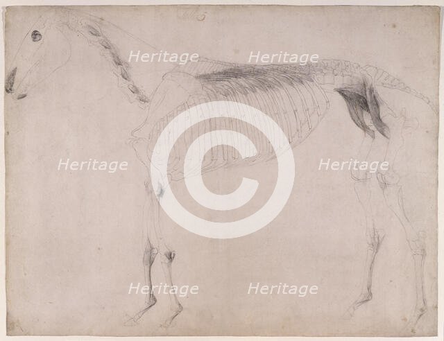 Working drawing for 'The Fifth Anatomical Table of the Muscles ... of the Horse', 1756. Creator: George Stubbs.