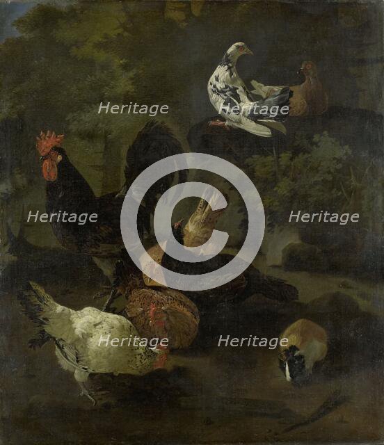A Cock, Hens, Doves, and a Marmot, 1674. Creator: Jacomo Victors.