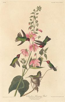 Columbian Humming Bird, 1838. Creator: Robert Havell.