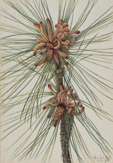 Loblolly Pine (Pinus taeda), 1918. Creator: Mary Vaux Walcott.