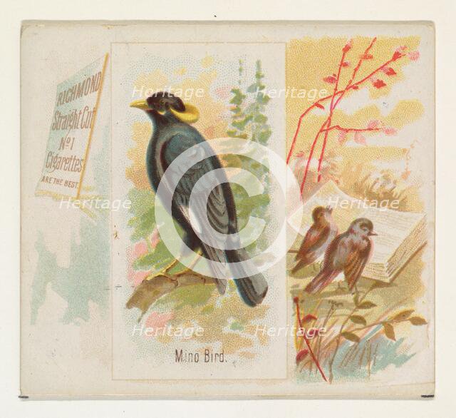 Mino Bird, from the Song Birds of the World series (N42) for Allen & Ginter Cigarettes, 1890. Creator: Allen & Ginter.