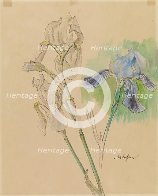 Irises, c1890s. Creator: Albert Edelfelt.
