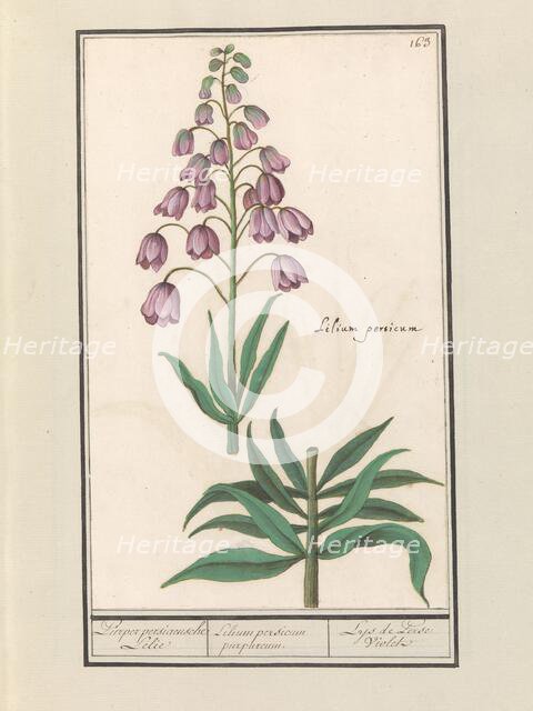Persian lily (Fritillaria persica), 1596-1610. Creators: Anselmus de Boodt, Elias Verhulst.