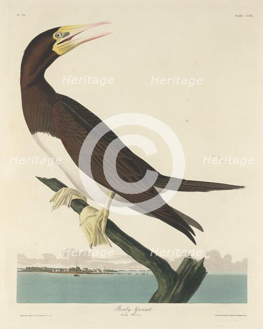 Booby Gannet, 1834. Creator: Robert Havell.