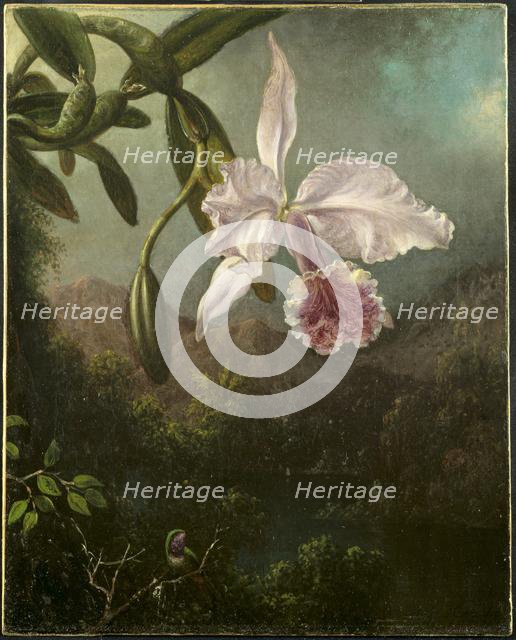 Orchid Blossoms, 1873. Creator: Martin Johnson Heade (American, 1819-1904).