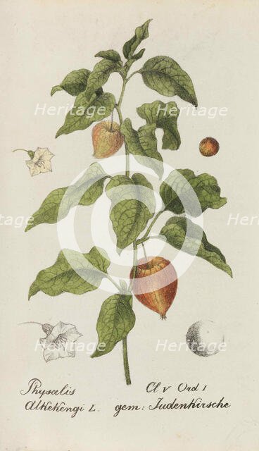 Sammlung von Schweizer Pflanzen , 1825-1846. Creator: Hegetschweiler, Johannes Jacob (1789-1839).