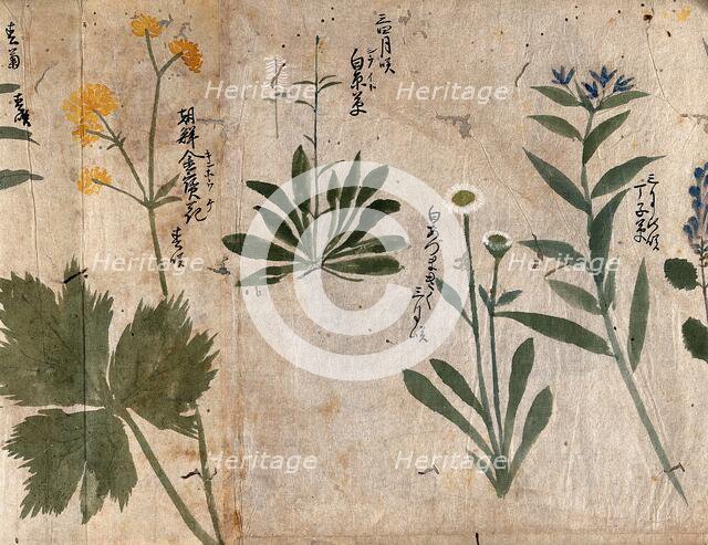 Four flowering plants, 1870. Creator: Unknown.