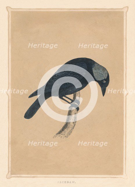 'Jackdaw', (Corvus monedula), c1850, (1856). Artist: Unknown.