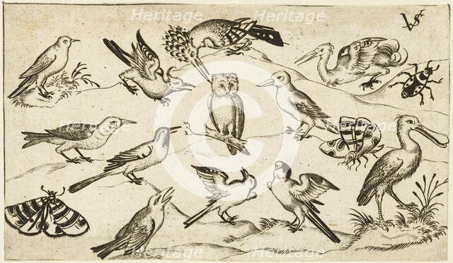 Twelve types of birds, including an owl and pelican, individually labelled and positioned..., after  Creator: Virgil Solis.