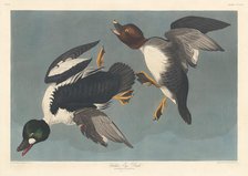 Golden-eye Duck, 1836. Creator: Robert Havell.