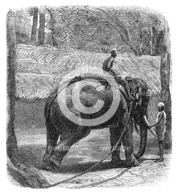 Mode of capturing wild elephants in Ceylon: testing the rope, 1864.  Creator: Unknown.