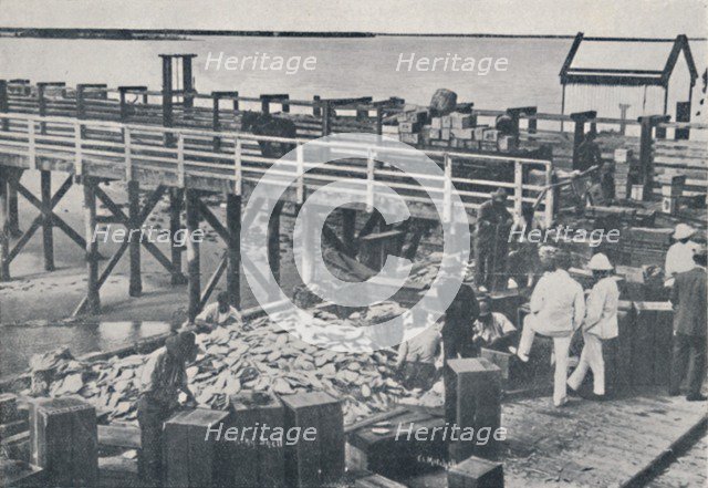 'The Pearl Fishing Industry - Packing Shell', 1923. Creator: Unknown.