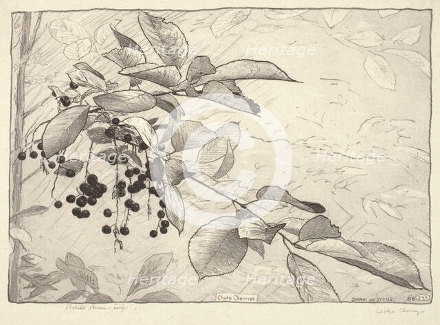 Choke-berries, 1920. Creator: Bolton Coit Brown.