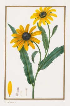 Black-eyed Susan, 1828-1835. Creator: Pancrace Bessa (French, 1772-1846).