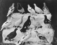 Different colors of ptarmigan according to season, between c1900 and c1930. Creator: Unknown.