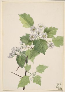 Thicket Hawthorn (Crataegus coccinea), 1922. Creator: Mary Vaux Walcott.