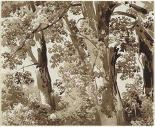 Trees with Dense Undergrowth, 1800/1820. Creator: Franz Kobell.