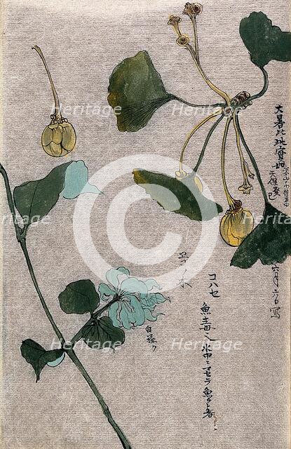 Two plants, a fruiting branch of a maidenhair tree (Ginkgo biloba) and a liane stem. Creator: Unknown.