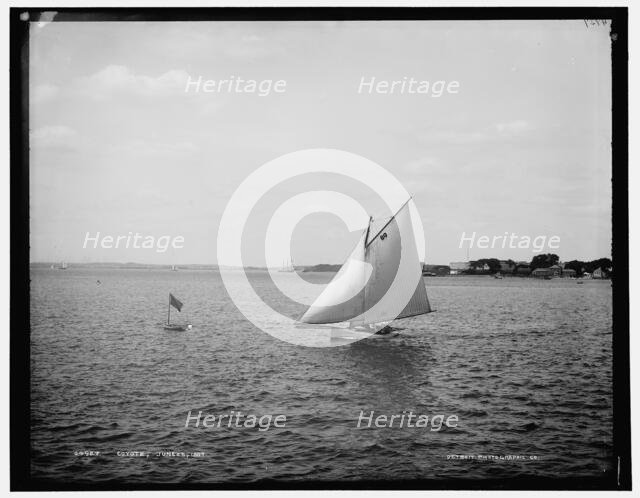 Coyote, 1887 June 25. Creator: Unknown.