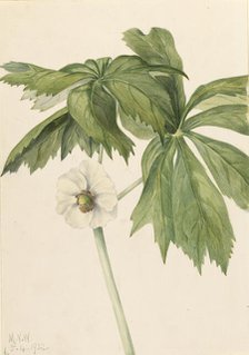 Mayapple (Podphyllum paltatum), 1922. Creator: Mary Vaux Walcott.