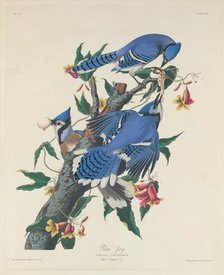 Blue Jay, 1831. Creator: Robert Havell.