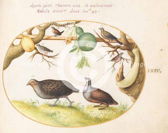 Animalia Volatilia et Amphibia (Aier): Plate LXIV, c. 1575/1580. Creator: Joris Hoefnagel.