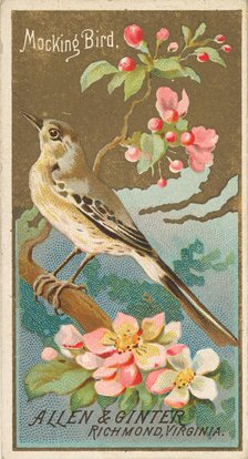 Mockingbird, from the Birds of America series (N4) for Allen & Ginter Cigarettes Brands, 1888. Creator: Allen & Ginter.