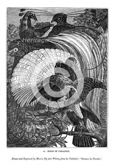 Birds of Paradise, c1770-1820 (1843). Artist: Messrs Sly and Wilson