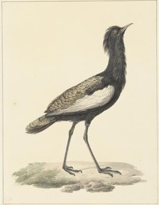 Bearded bustard (Eupodotis Bengalensis / Houbaropsis Bengalensis), 1759-1842. Creator: Pieter Bartholomeusz. Barbiers.