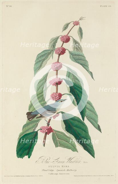 Blue-green Warbler, 1828. Creator: Robert Havell.