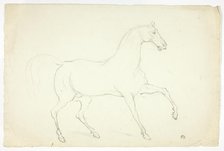 Stallion, n.d. Creator: Abraham Cooper.