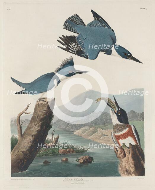 Belted Kingsfisher, 1830. Creator: Robert Havell.