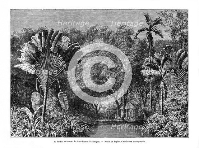 Botanical garden, Saint-Pierre, Martinique, 19th century. Artist: E de Berard