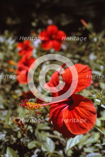 Hibiscus Flower, Rhodes, 20th century. Artist: CM Dixon.