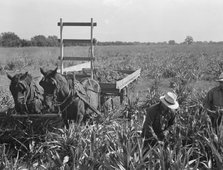 Harvesting milo maize, Tulare County, California, 1938. Creator: Dorothea Lange.