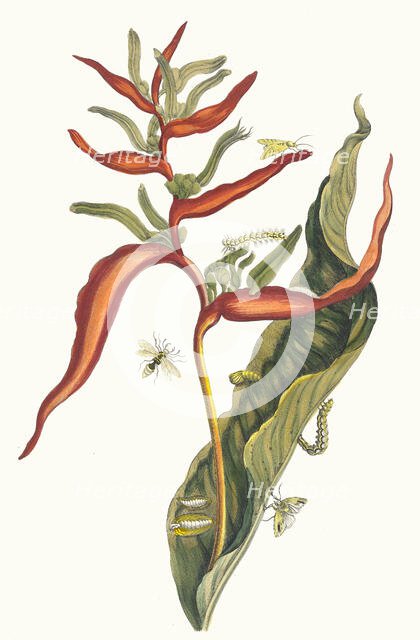 Ballia. From the Book Metamorphosis insectorum Surinamensium, 1705. Creator: Merian, Maria Sibylla (1647-1717).