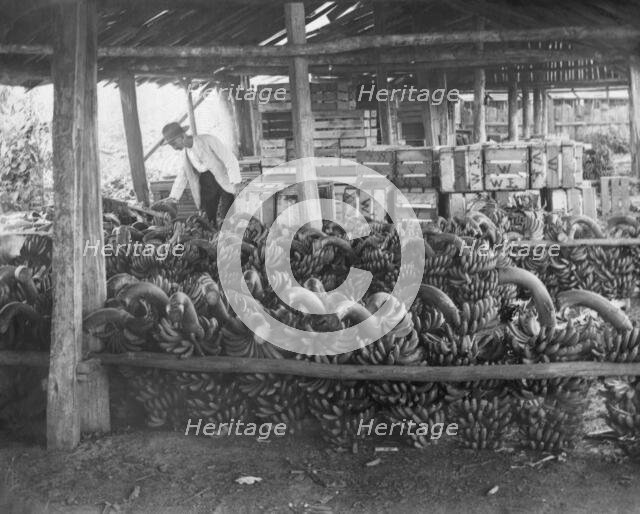 Unknown man with harvested banana crop, c1900s. Creator: Robert Augustus Henry L'Estrange.